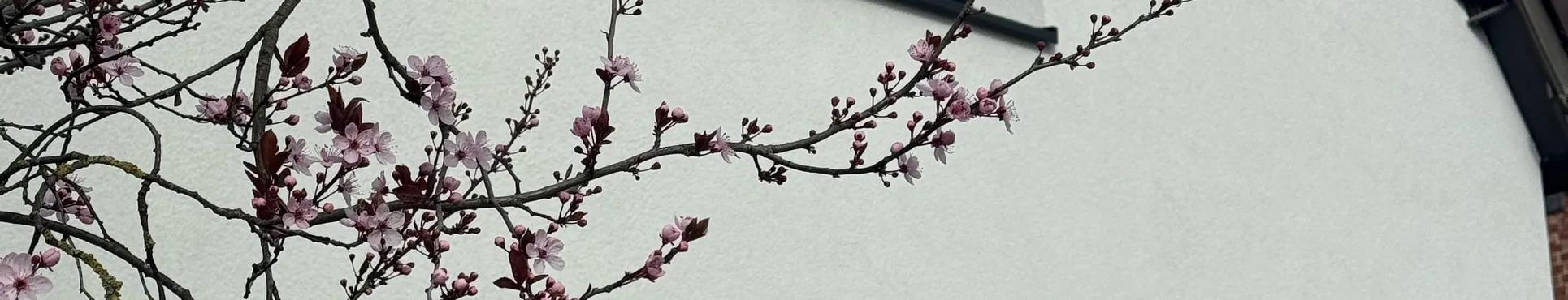 Cleaning of façades and roofs in Waasmunster